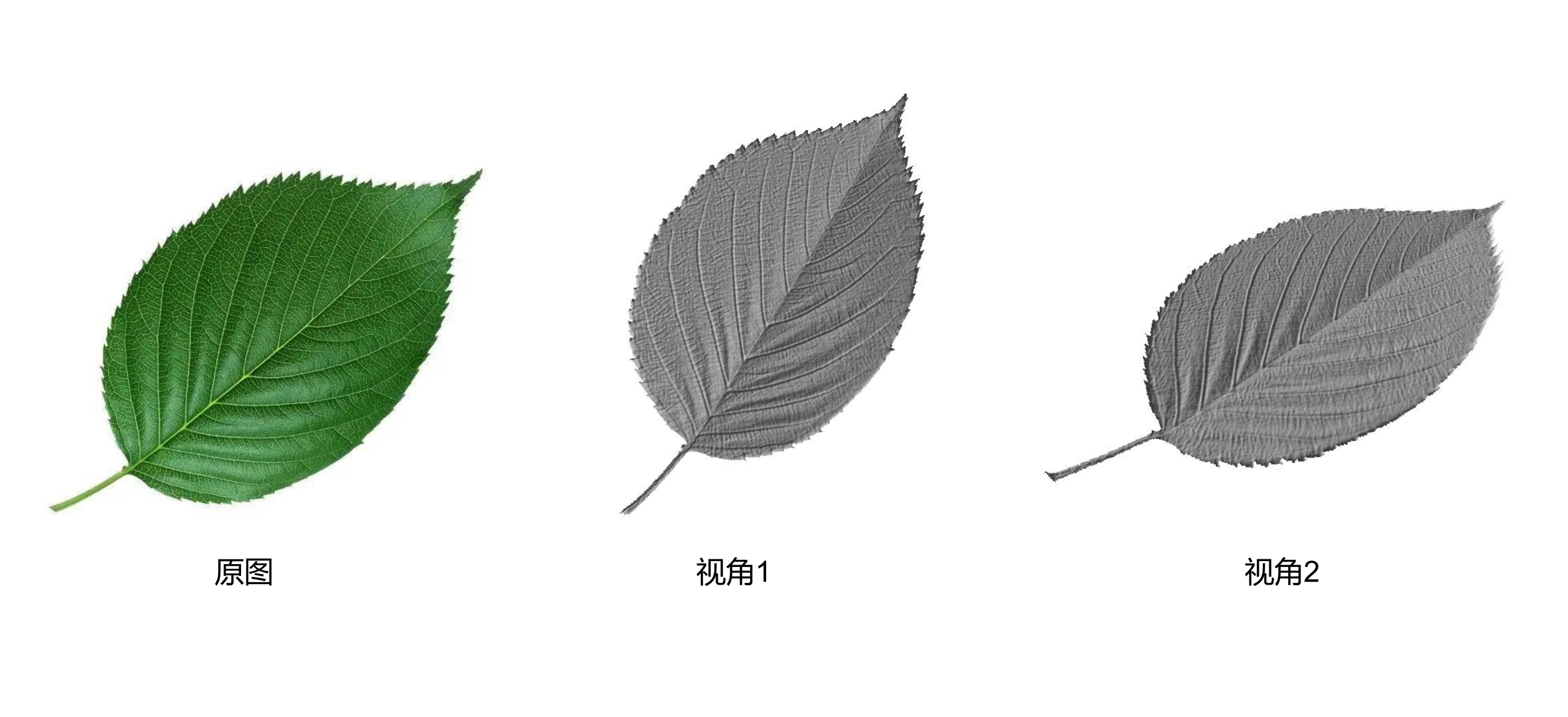 基于单幅图像的植物叶片三维重建